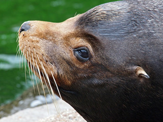 Sealion