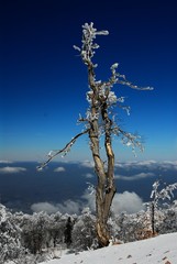 Beautiful winter landscape with snow covered trees