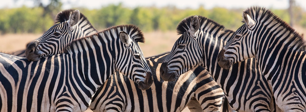 Fototapeta Zebra herd in colour photo with heads together