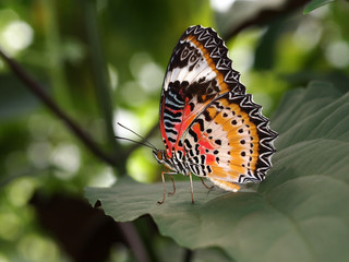 Exotical butterfly