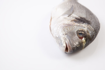 Sea bream head detail