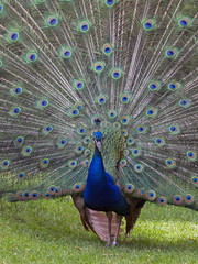 Obraz premium Peacock