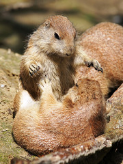 Playing prairie dogs
