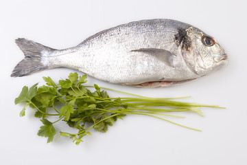 Raw sea bream fish with some ingredients