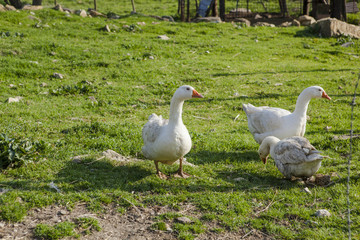 animals