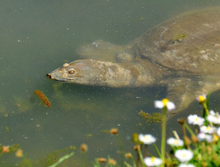 portrait of exotic turtle trionyx spiniferus