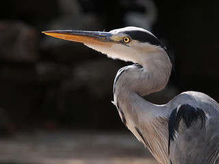 Blue Heron