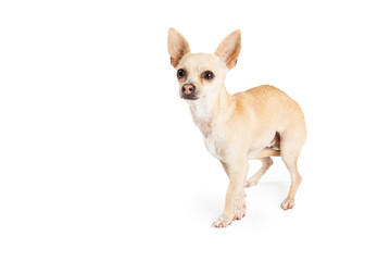 Scared Chihuahua Dog Standing