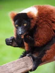 Red Lemur