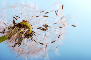 Dandelion clock: wishes and dreams :)