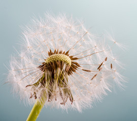 Dandelion clock: wishes and dreams    :)