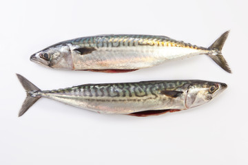 Two Mackerel fish