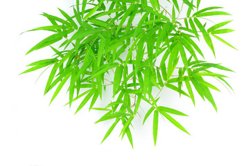 Green bamboo leaves on a white background