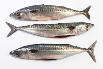 Three Mackerel fish
