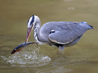 Blue heron catches fish