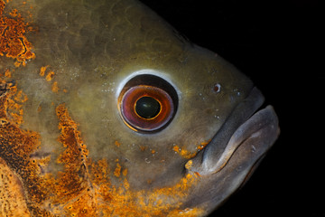 Head of a oscar fish