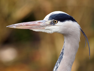 Blue Heron