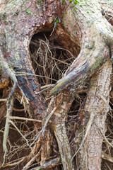 Big root tree in the natural forest