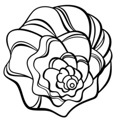 Contour image of a shell