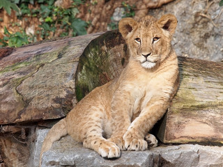 Fototapeta na wymiar Portrait of a young lioness