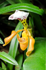 Splendid Paphiopedilum Slipper Orchid