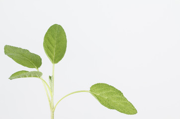 Fototapeta na wymiar Fresh sage leaves and stem