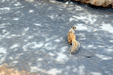 A little squirrel running around, Grand Canyon National Park, Ar