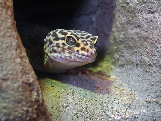 Gecko