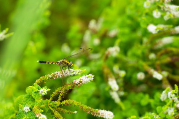 シオカラトンボ