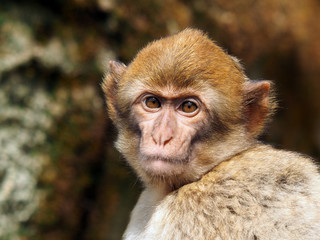 Berber monkey