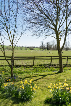 English Meadow and Sheep