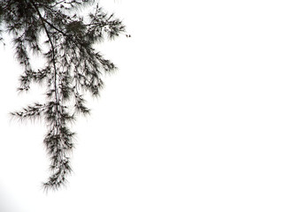 Pine Tree Background - Stock Image