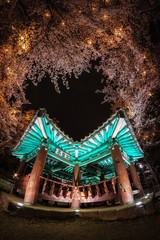 Naklejka premium korean pagoda among cherry blossoms.