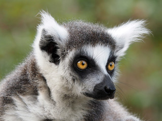 Ringtailed lemur