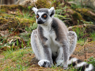 Ringtailed lemur