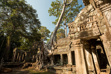 Obraz premium Preah Khan double tree