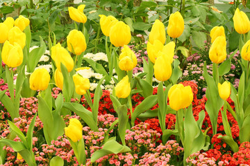 Yellow tulips on a flower garden background