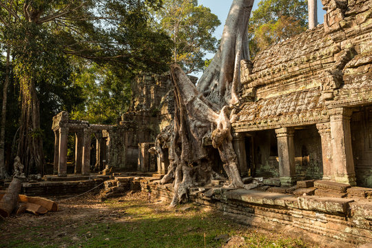Preah Khan doubre tree