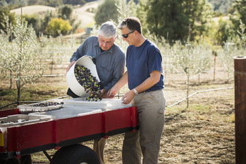 Men working in olive grove