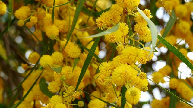Acacia dealbata, also called silver wattle, or mimosa (4K)