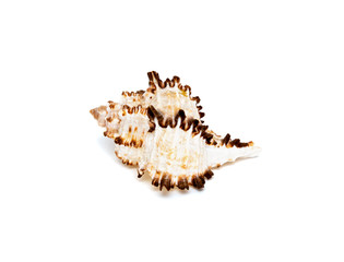 Sea shell with brown spikes