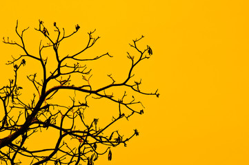 Fototapeta premium dry branch on yellow background