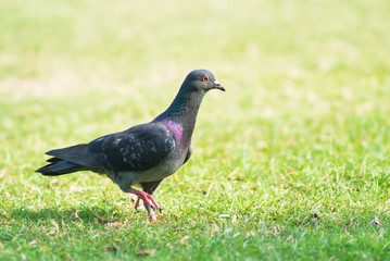 Unity of freedom symbol by pigeon .
