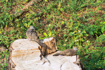 bird on tree stump