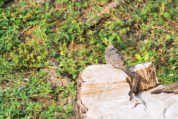 bird on tree stump