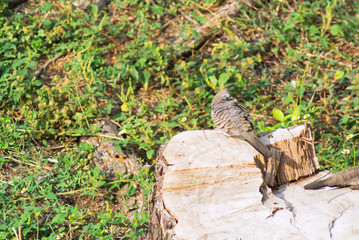 bird on tree stump