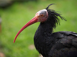 Bald ibis