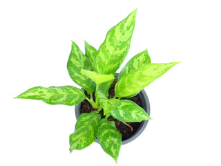 houseplant in a pot over white background