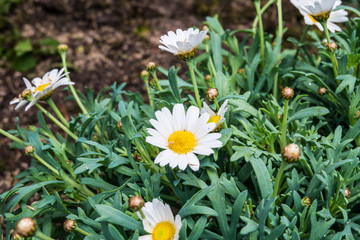 Margaret flower on soil