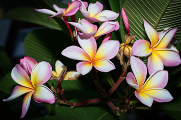 white , pink and yellow Plumeria